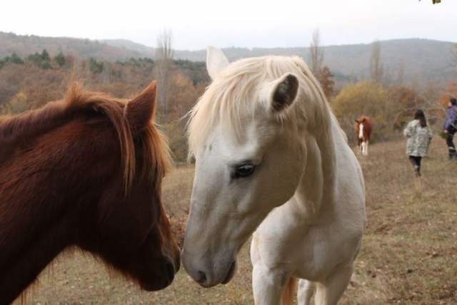 Algunos de nuestros espectaculares caballos